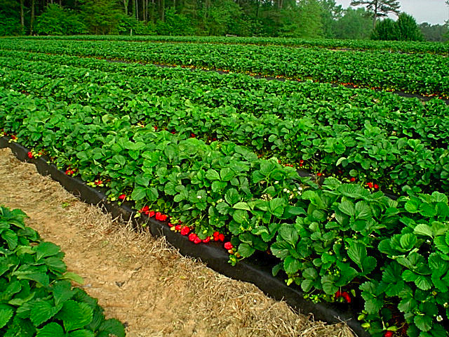 Gurosik's Berry Plantation